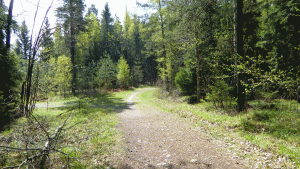 Avstängd gammal skogsväg mellan Ängsjö och Törndal