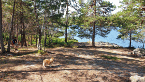 Östra sidan av Långsjön. Det brann här förra sommaren, men de flesta träden har klarat sig.