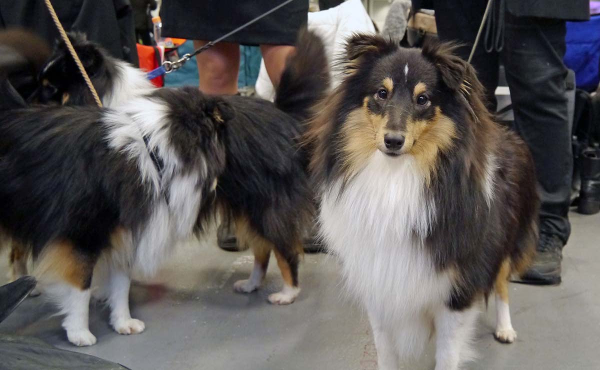 <span lang="en">Shetland Sheepdog - kind, soft and wise. A favorite from the first moment </span>