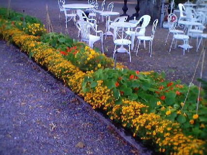 Blommor vid kaféet på Hågelby