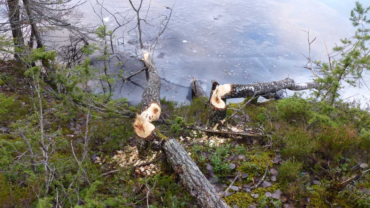 Kärrsjön söder om Gladö kvarn - ett eldorado för bävrar