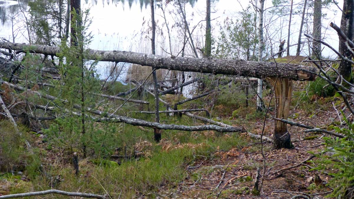 Bävrarnas framfart är mycket tydlig runt Kärrsjön - både gamla och färska trädfällningar