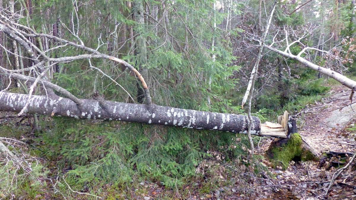 Fler träd fällda av bävrar vid Kärrsjön