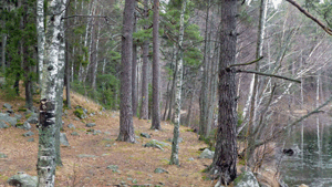 En bit på nordöstra delen av Måsnaren utgörs vandringsleden av stigar.