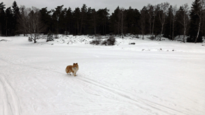 Cross country skiing at Söderbysjön, Jan 23 2014