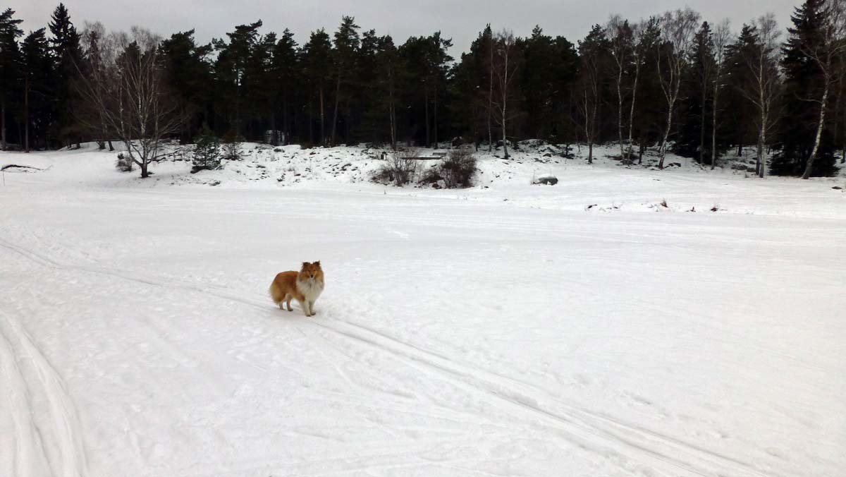 Skidåkning på Söderbysjön 2014-01-23