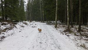 Efter kort vägvandring går man på gammal skogsväg, och senare motionsspår, till Ängsjö friluftsgård.