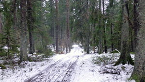 Från Ängsjö på nytt vandring på gammal skogsväg först.