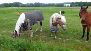 Sällskapliga hästar