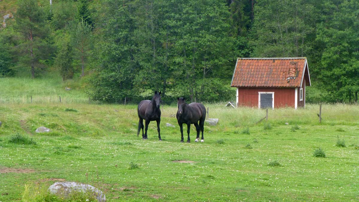Hästar vid gården