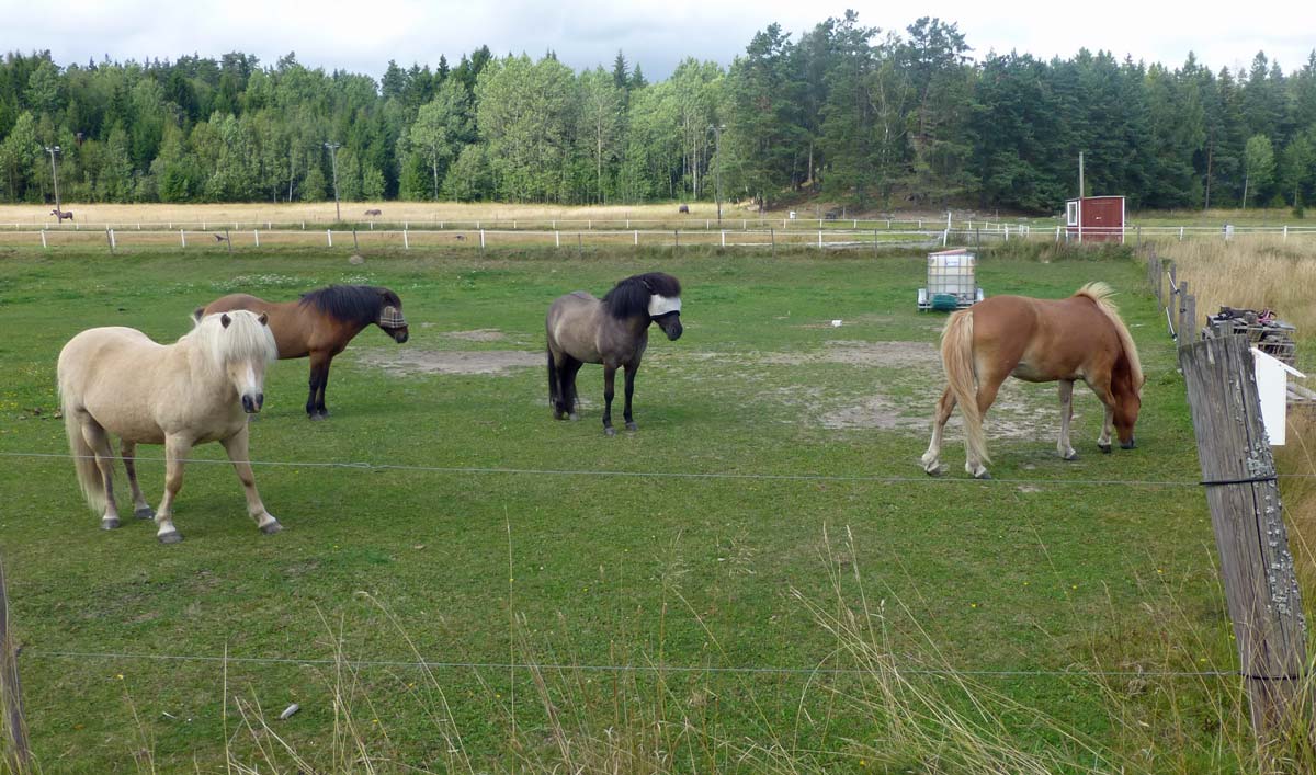 Hästar som nog tillhör Hemfosa gård