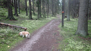 Skogsparti mellan Erstaviksvägen och Öringe