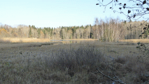 Våtmarken har också mindre öppna vattenytor, som man vintertid åker på på väg mot Långsjön