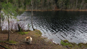 Mellansjön vid Vårsta (från vandring Vårsta-Östertälje 2014-11-05)