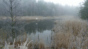 Måsnarens utflöde i norra delen av sjön