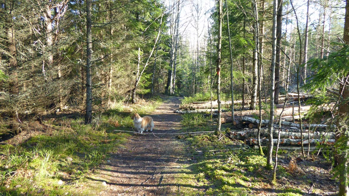 Sörmlandsleden går en bit i fin skog med lättvandrad stig, innan man når ett tyst villasamhälle där det säkert varit skog förut
