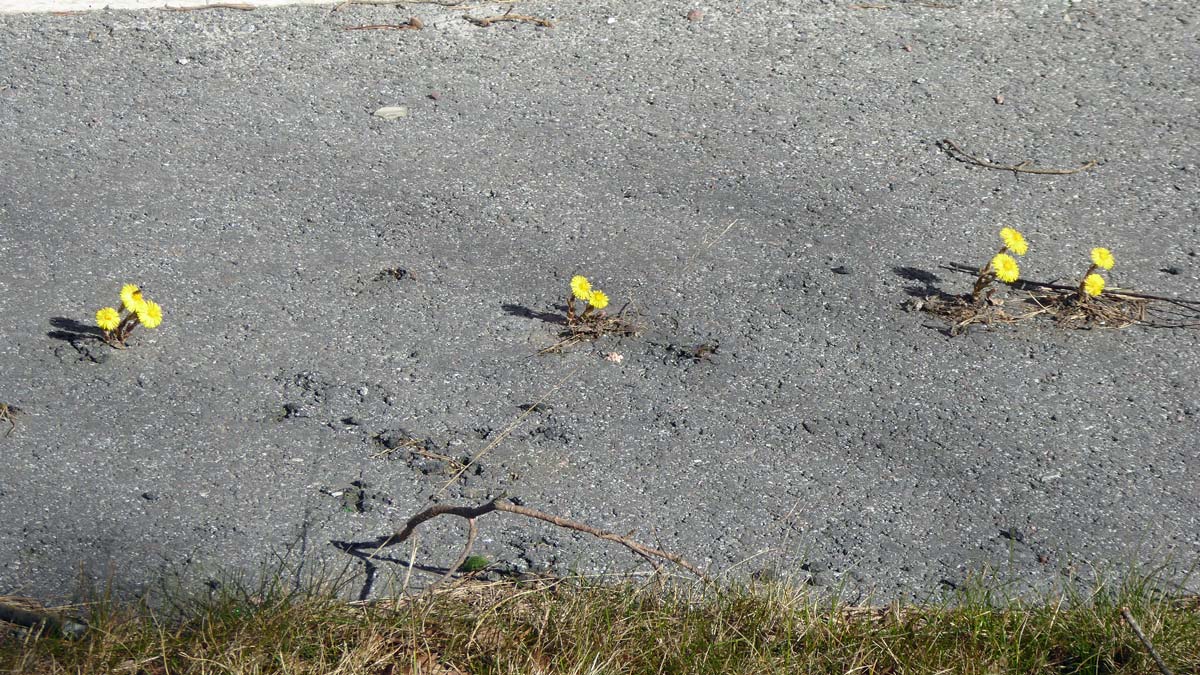 Tussilago som inte låter sig hindras av asfalt på sin växtplats. Mellan Kallhäll och stäket