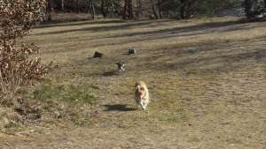 Lava leker med en hundvalp - hennes favoritlek att bli jagad av snälla hundar när hon rusar omkring