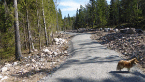 Kraftledningsgata på Roslagsleden mellan Rösjön och Rinkebyskogen