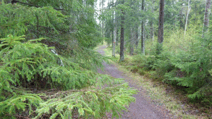 Skogsbilvägen övergår så småningom i motionsspår