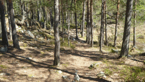 Storskogsslingan mellan Långsjön och Brakmaren