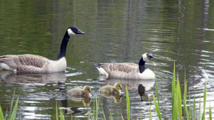 Kanadagäss med ungar i dammen väster om Lycksjön