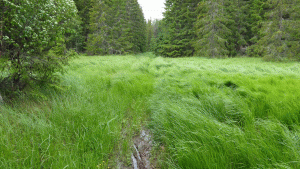 Stigen norr om Långsjön - även passagen över gräsområdet är sank (Från vandring Sandemar-Nyfors 2015-06-25 17 km)