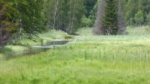Myrområdet mellan Långsjön och Rundmar