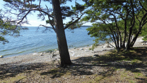 Östra stranden på Gålö, som här har en liten sandstrand