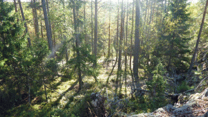 Flemingsbergsskogen