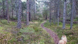Sörmlandsleden söder om Överby naturreservat