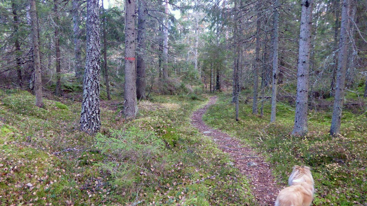 Sörmlandsleden söder om Överby naturreservat