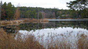 Sörmlandsleden vid Öringesjön (från vandring Tenntorp-Tyresta 2015-11-04)