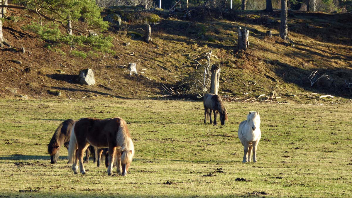 Hästar tillhörande Hemfosa gård