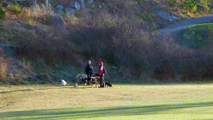 Golfbanan så här års utnyttjas för promenader och för rastning av hundar