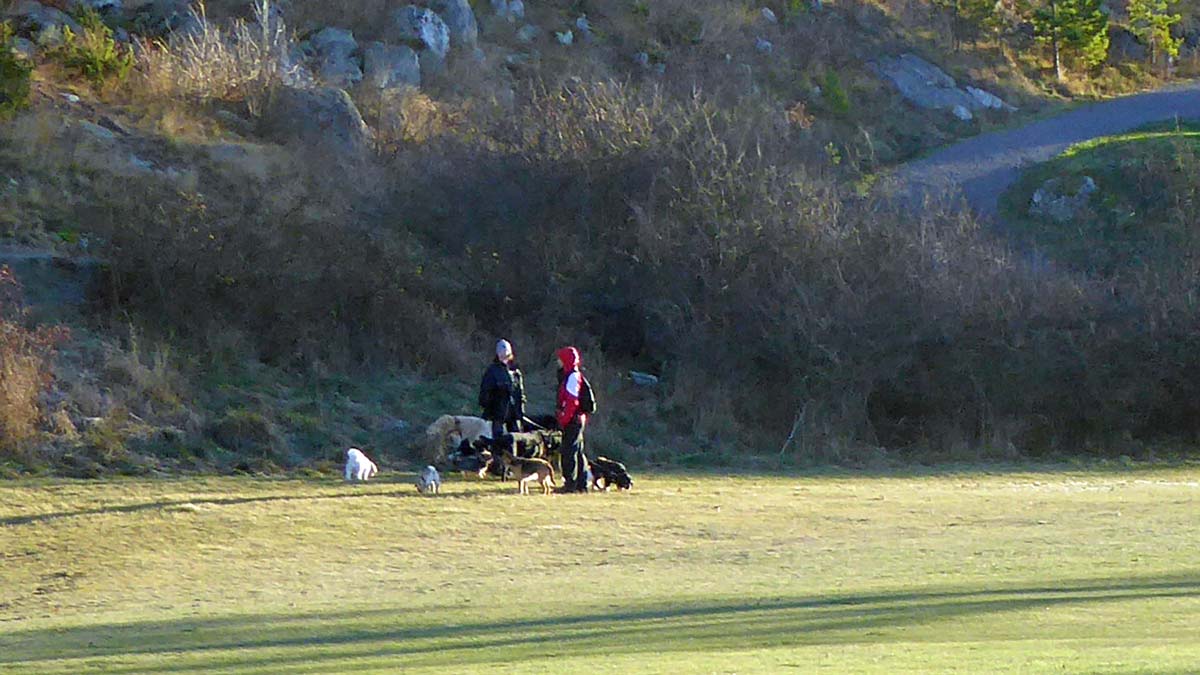 Golfbanan så här års utnyttjas för promenader och för rastning av hundar