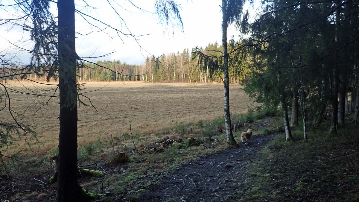 Sörmlandsleden bortanför Malmsjö går först längs en åkerkant, och sedan genom skog fram till Brosjön