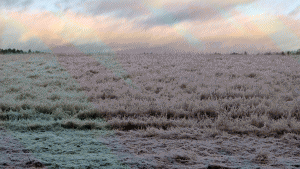 Frostnupet gräs och vinterhimmel
