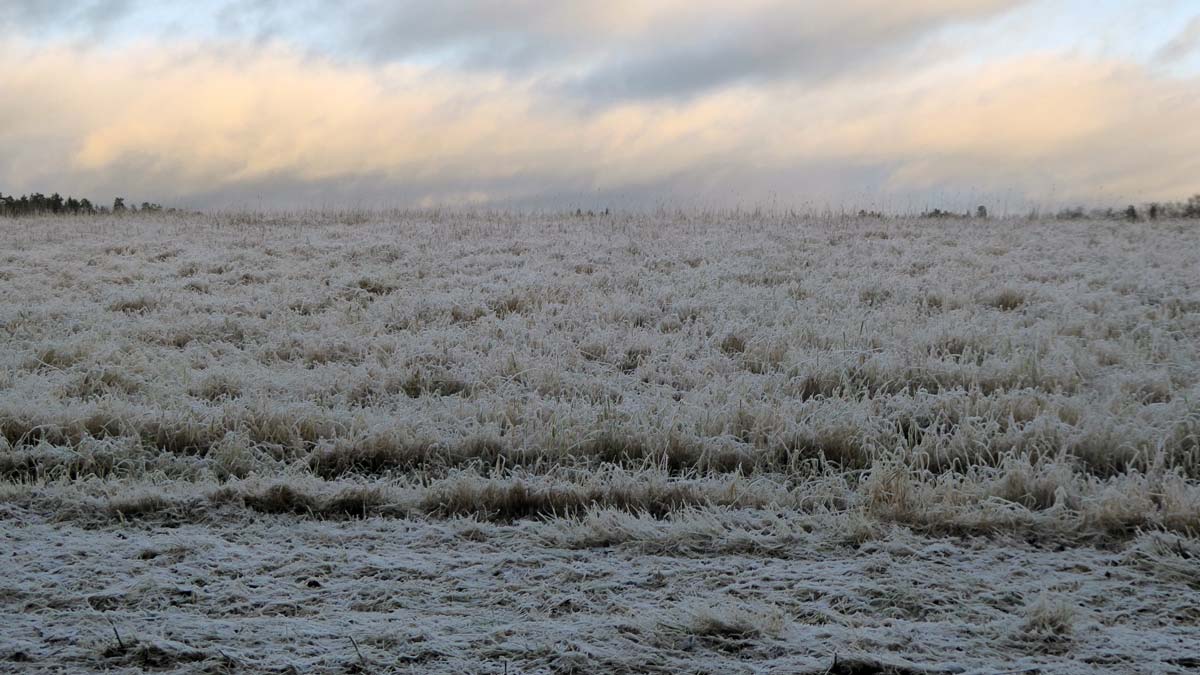 Frostnupet gräs och vinterhimmel