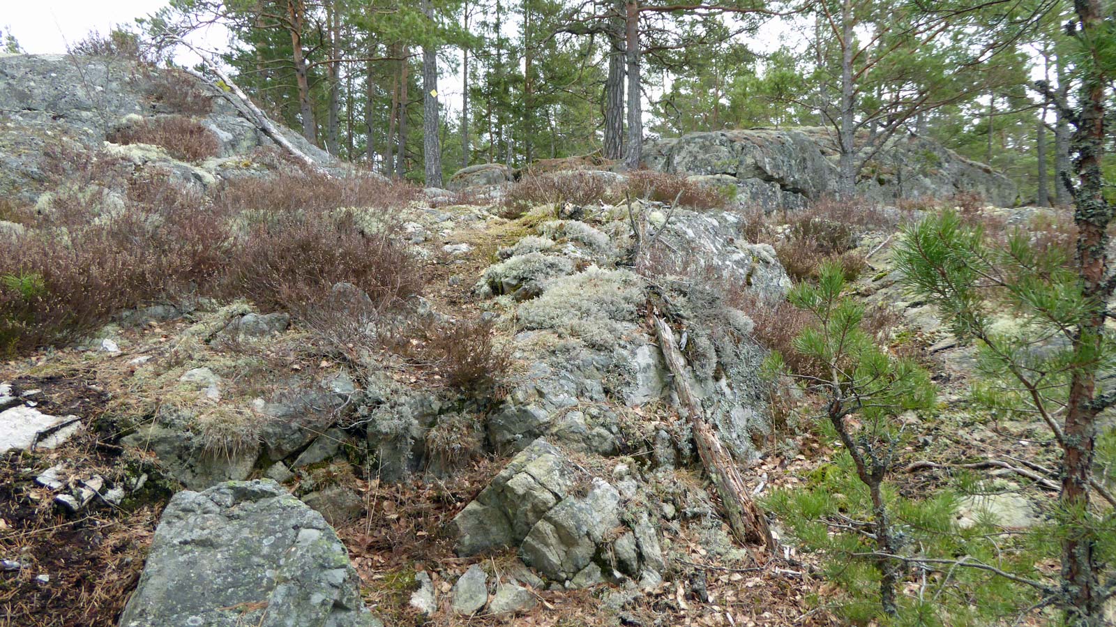 Täljeleden norr om vägen mot Strängnäs är kuperad och bitvis dåligt upptrampad