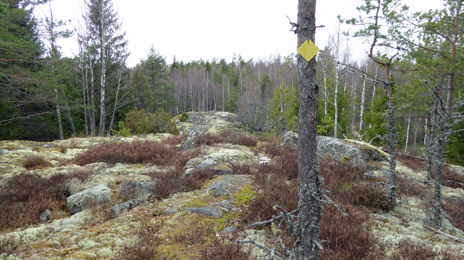 Täljeleden norr om vägen mot Strängnäs är kuperad och bitvis dåligt upptrampad