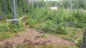 Vandringsleden från Acksjöarna där den ansluter till Täljeleden. Härifrån och till efter Bårsjöns naturreservat är leden litet mer kuperad igen.
