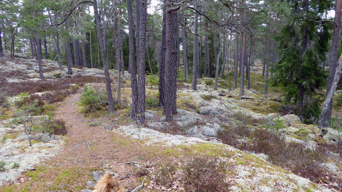 Sörmlandsleden mellan Bullsta och Husberg går ofta i härlig skogsmijö