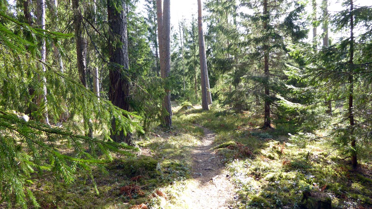 Sedan man lämnat vägen möter ett tyst och skönt skogslandskap. Man passerar en beteshage och även en sträcka som nyligen har skogsgallrats.