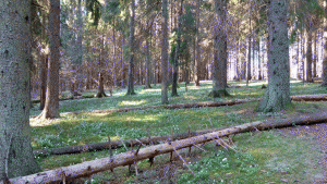 Liten men vacker skog vid Trollskogens kyrkoreservat