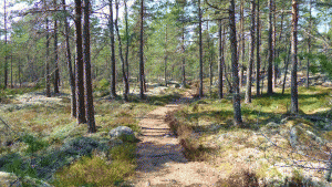 Sörmlandsleden mellan Järna och Mölnbo går till stor del på lättvandrade tallbeväxta hällmarker