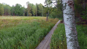 Gömmaren/Långsjöns naturrservat