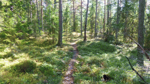 Skogsstigar i utkanten av Tyresta nationalpark