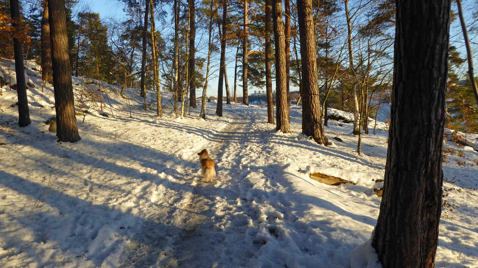 På väg mot Äppelviken (Från vandring Hässelby Strand-Alvik 2016-11-12 13 km)