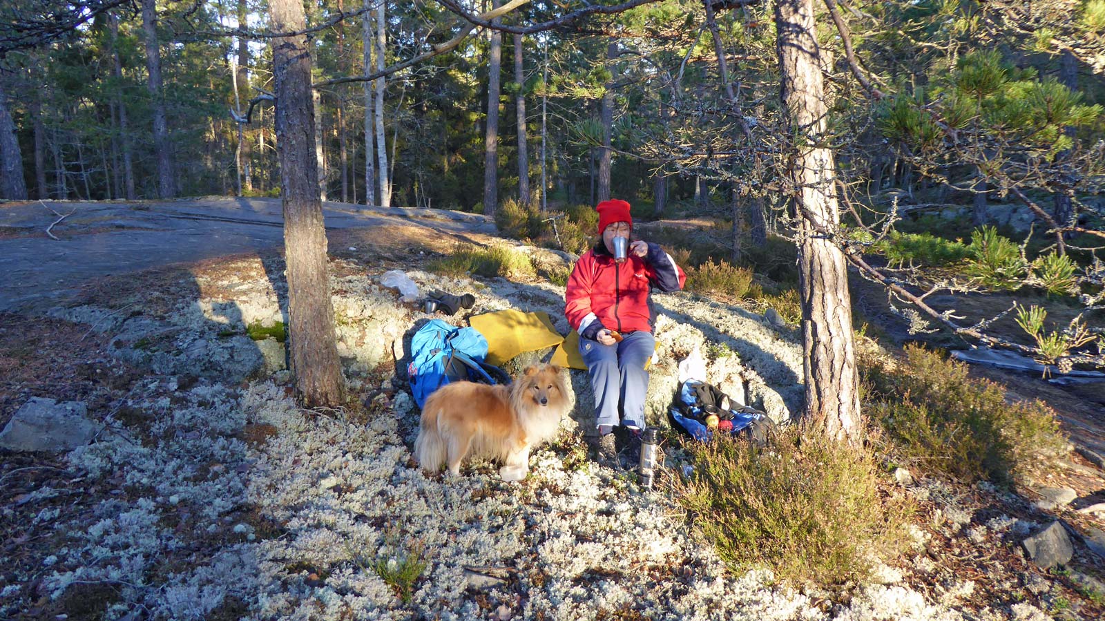 Dagens lunchrast valdes på en plats där skogen gav lä